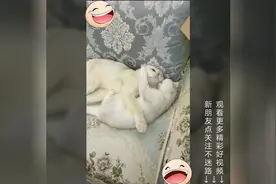二豆：这配音和动作，让我怀疑，这俩猫真的会说话了图片
