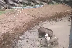 世界第一猛犬比特单挑纯正野山猪，完全被吊打，野猪果然是凶猛视频封面