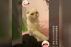 二豆猫咪配音绝了：豆哥借瓜子五块钱要干嘛？图片