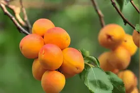 品美味杏果来青白江杏花村图片