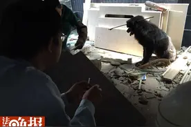 酒仙桥路小狗被箭穿头 目前已得到救治处理图片
