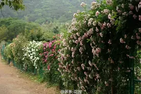 美翻了！无锡竟然藏着这些私家花园图片