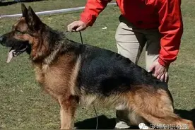 狗主必知：狗狗因为吃中毒的症状图片