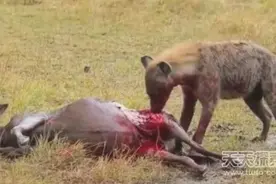 受伤角马眼睁睁看自己被鬣狗一口一口啃食！图片