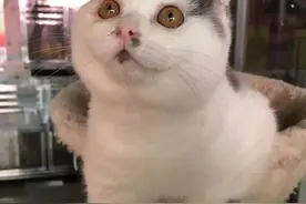 折耳猫，会不见火？:P图片