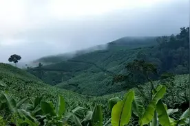 深度 | 老挝农资深陷困境 老挝种蕉人该何去何从？图片