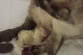 暹罗猫生小猫 猫胎盘 不跟你抢你慢点吃视频封面
