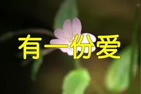 终于找到黑鸭子组合这首佛曲《有一份爱》，太好听，赶紧收藏视频封面