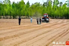 致富经丨神木80后小伙"土里刨金"种植板蓝根寻到致富路图片