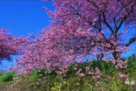 日本伊豆河津町樱花祭赏花，漫天花瓣犹如进入一个童话世界视频封面