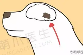 狗狗癫痫发作该怎么办？图片