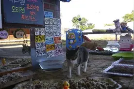 韩流浪猫“表演”吃东西 上万网民守屏等现图片