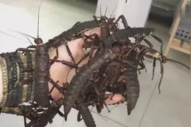 巨大竹虫，快来看看