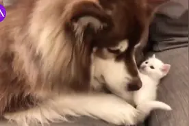小猫太可爱，可可要失宠，一脸不高兴-王思聪你不要我了视频封面