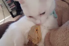 蜥蜴和猫成了好基友 疯狂动物城再现图片