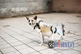 威海流浪狗“狗坚强”究竟有多坚强？图片
