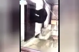 大猩猩敲门，这手速，我竟笑了三天！视频封面