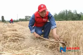 安阳县电力小红帽帮留守老人收麦子图片