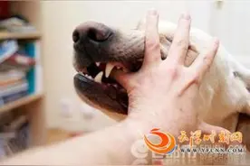被狗咬破手指离世 得狂犬病怕风怕水全身抽搐出现幻觉十分恐怖图片