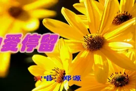 《为爱停留》郑源演唱图片