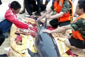 海南万宁多部门联合渔民救受伤海豚：从肠胃取出1米长塑料物图片