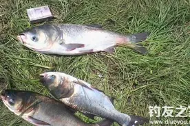 夏天海竿爆炸钩钓鲢鳙技巧分享图片