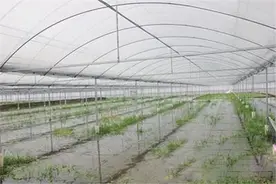 八级狂风突袭湖南浏阳，蔬菜温棚受损严重图片