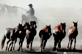 好歌分享 | 追风骏马组合《蒙古马》（熙明朝鲁作词 新吉乐图作曲）图片