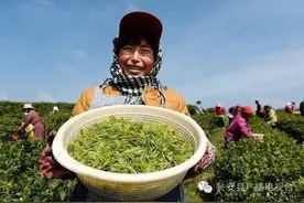 瓮安全力打造一流精品白茶基地图片