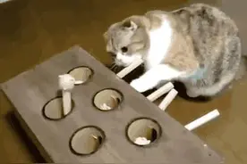 国外网友自制的逗猫玩具，我森森地感到猫咪内心的崩溃。图片