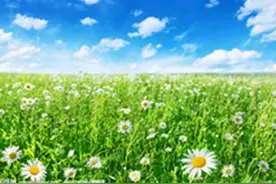爱情诗歌《雏菊》图片