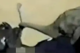 鸵鸟挑逗大象亲亲，最后被大象拉断脖子，悲剧成这样，无法直视图片