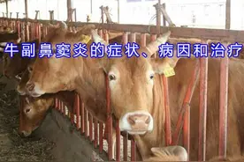 牛副鼻窦炎的症状、病因和治疗图片