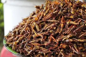 柬埔寨光怪陆离的路边小吃：油炸昆虫很常见图片