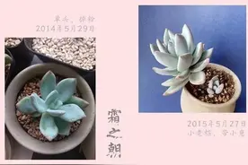 多肉一年神对比，你咋不上天去做神仙？图片