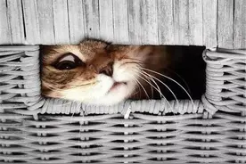 躲猫猫的喵星人图片