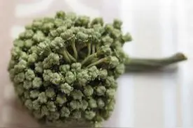 三七花的食用图片
