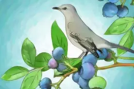 如何吸引鸟儿方法之制作巢点法图片