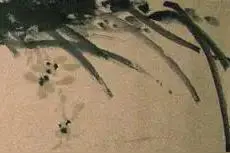 激怒术：子非鱼，安知鱼之乐？图片