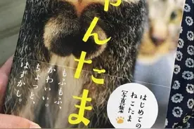 在日本有这样的写真 难道是拍给猫咪看的图片