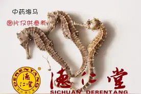 正确认识海马，及其功效禁忌图片