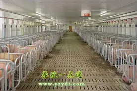 猪舍建设应注意哪些问题？图片