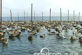 鸭子四季多产蛋六大诀窍图片