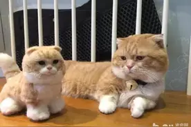 给喵星人买了只猫公仔，结果它一脸懵B：这孩子是谁的？图片