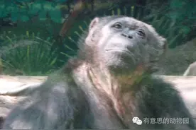猩猩原来有这么多的表情！图片