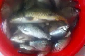 小浪底回来鱼获 老鬼饵料钓鲤鱼图片