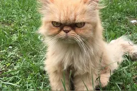 男子在废弃的房屋发现一只流浪猫 它的表情总是一脸不开心图片