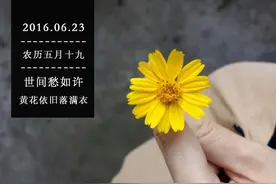 人生有得许多愁，惟有黄花依旧图片