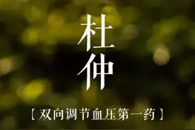 双向调节血压第一药——杜仲图片