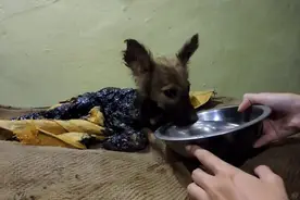 你才是我命中注定的主人！谢谢你将我从焦油的深渊中解救出来图片